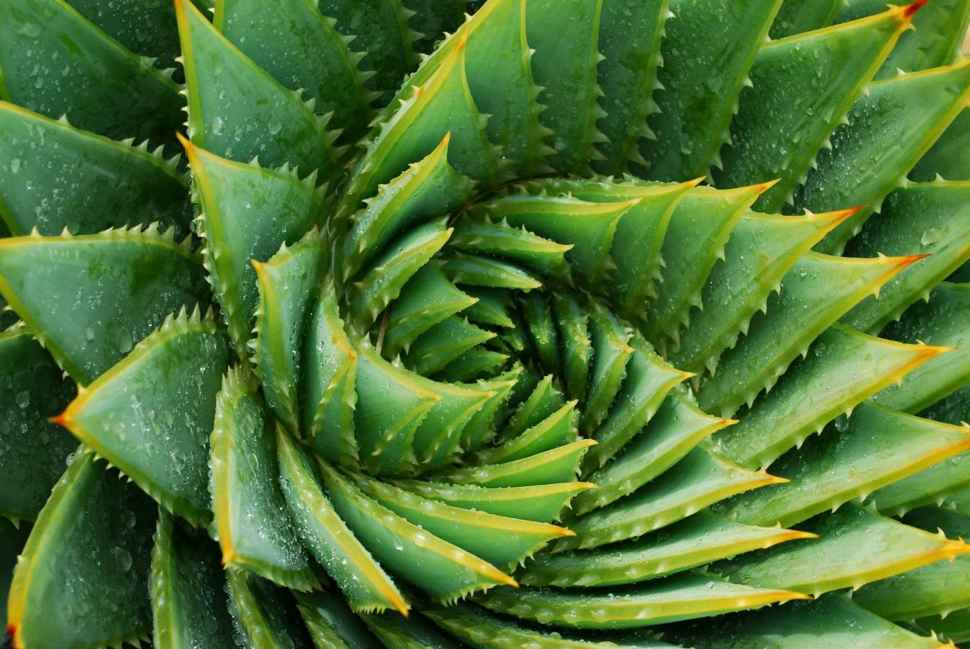 A close-up overhead shot of a spiral aloe plant — a desert ally of the nopal cactus — with green and yellow-tipped leaves arranged in a Fibonacci rosette, beaded with water droplets