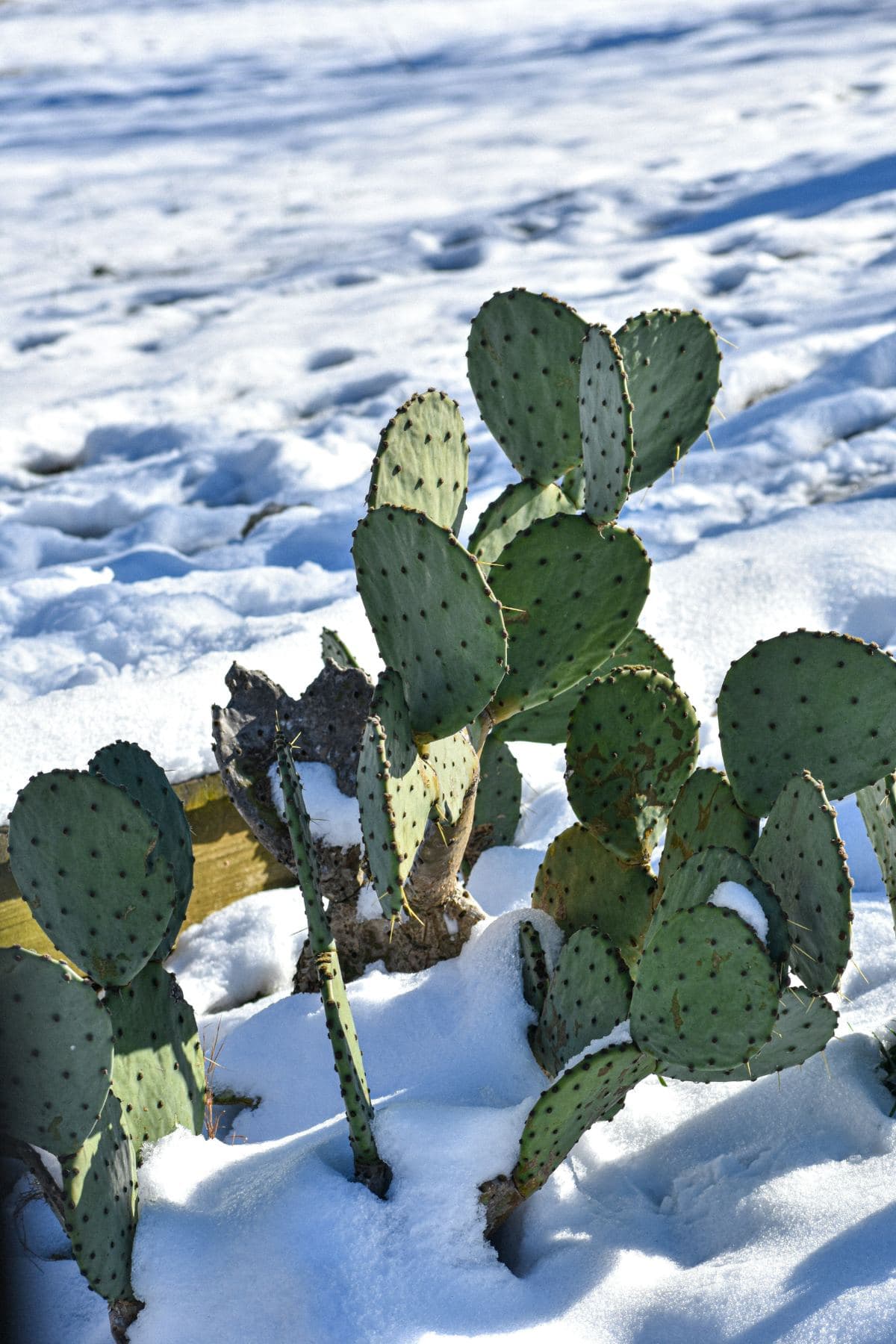Nopal cactus pads (prickly pear) dusted with snow on a sunny winter desert morning